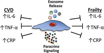 Mesenchymal Stem Cell Therapy for Aging Frailty